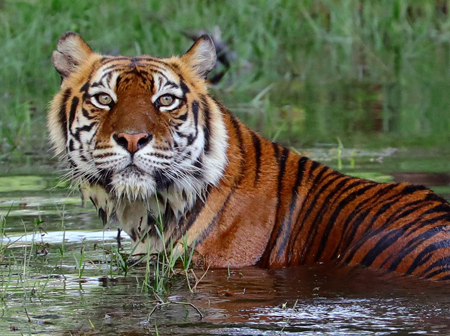 A tiger swimming