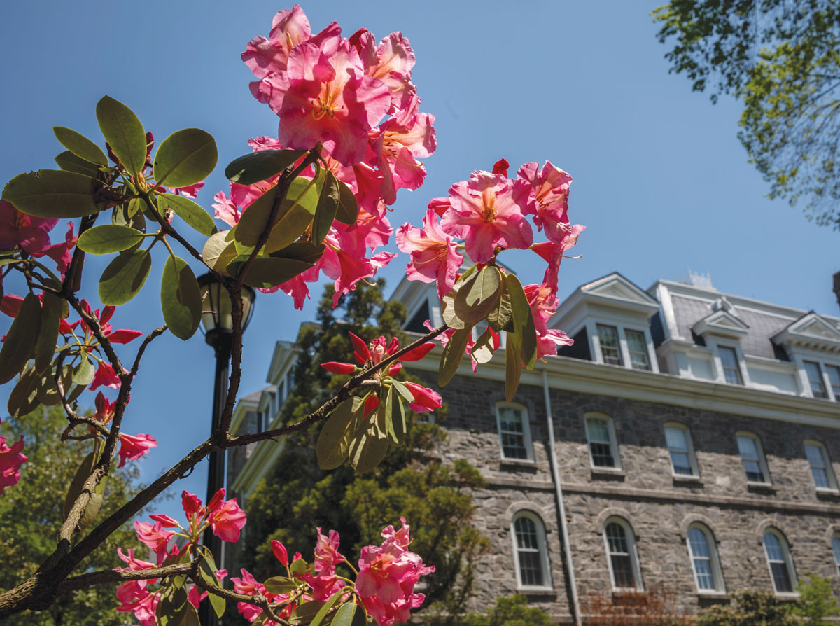 Pink flowers in the sun, with Parrish Hall and the blue sky in the background