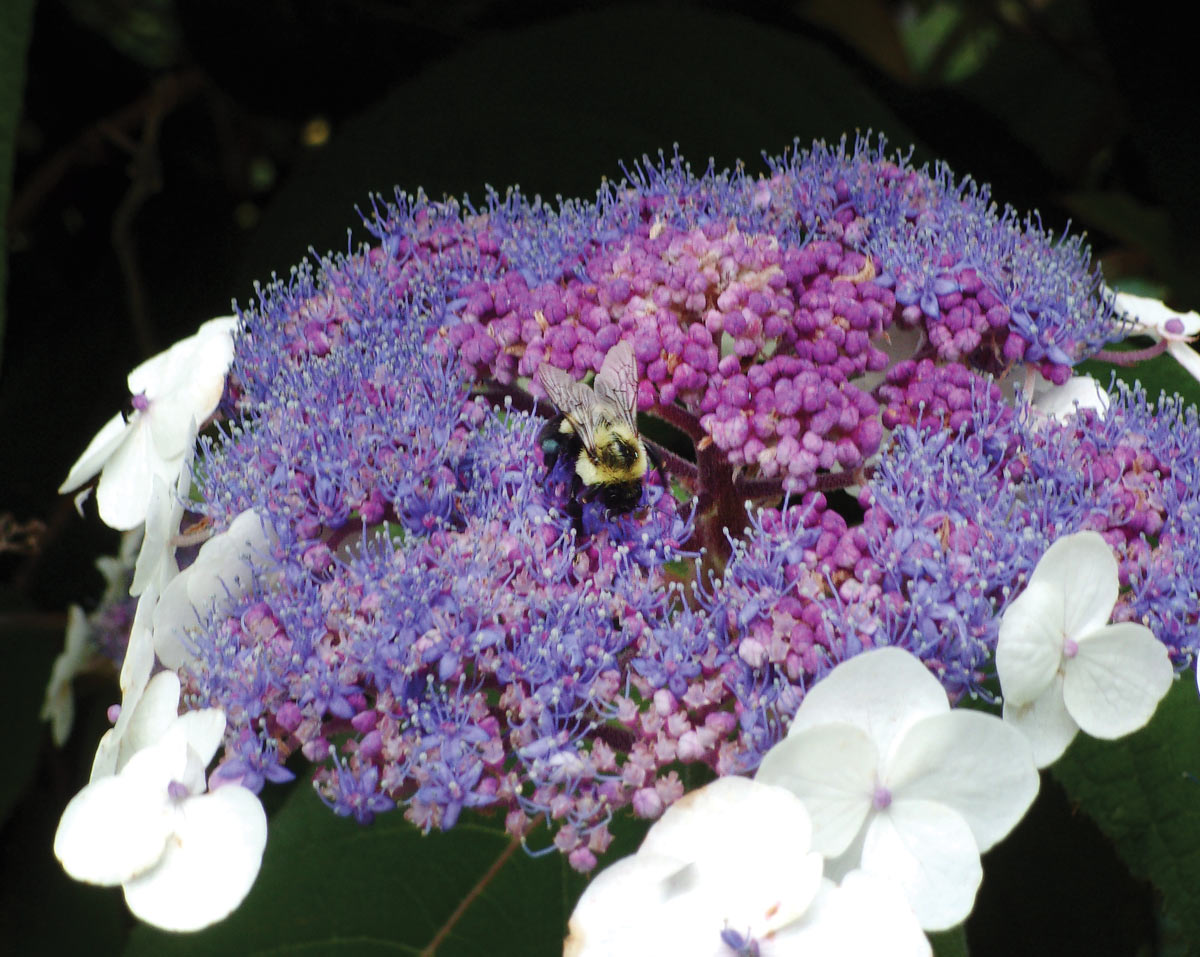 Closeup of a bee sitting on purple flowers