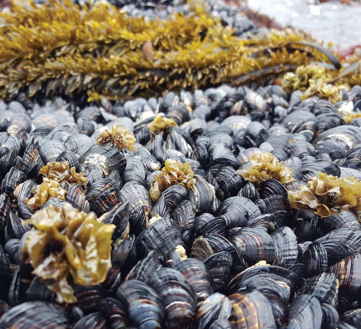 A bed of mussels