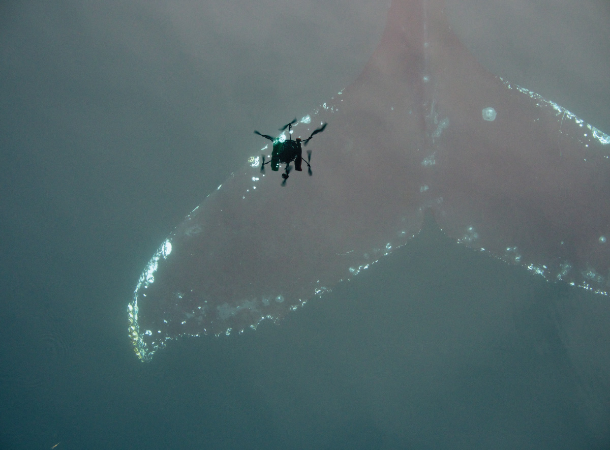 A close-up of a whale’s tale underwater, with a drone’s reflection.