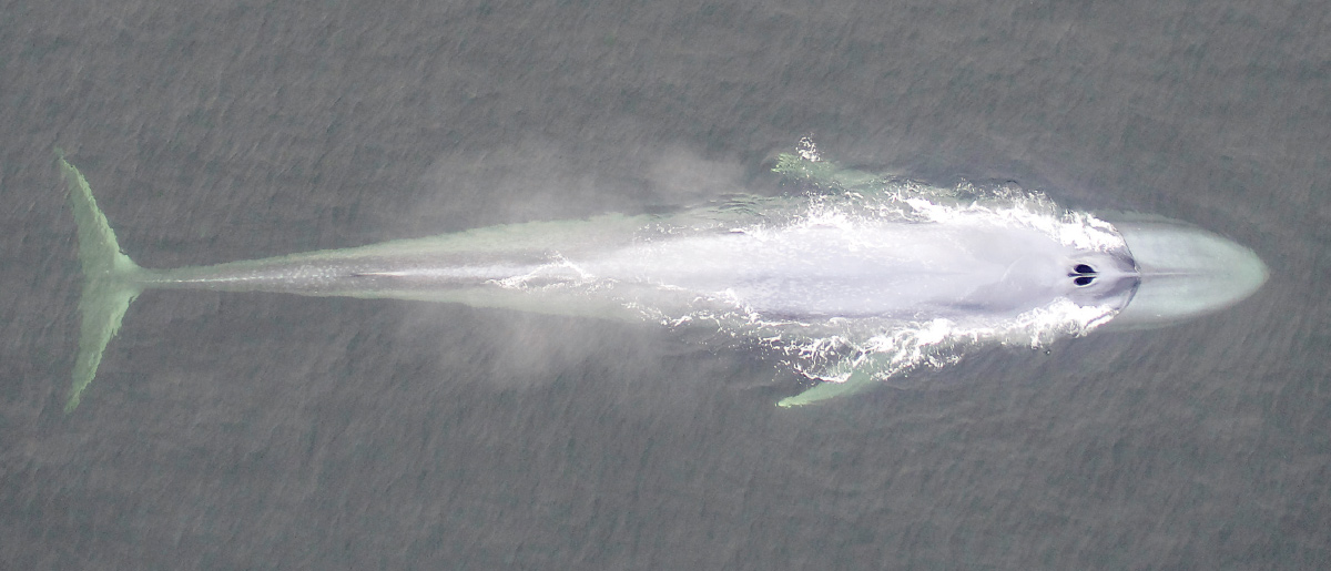 An overhead shot of a whale swimming near the ocean’s surface.