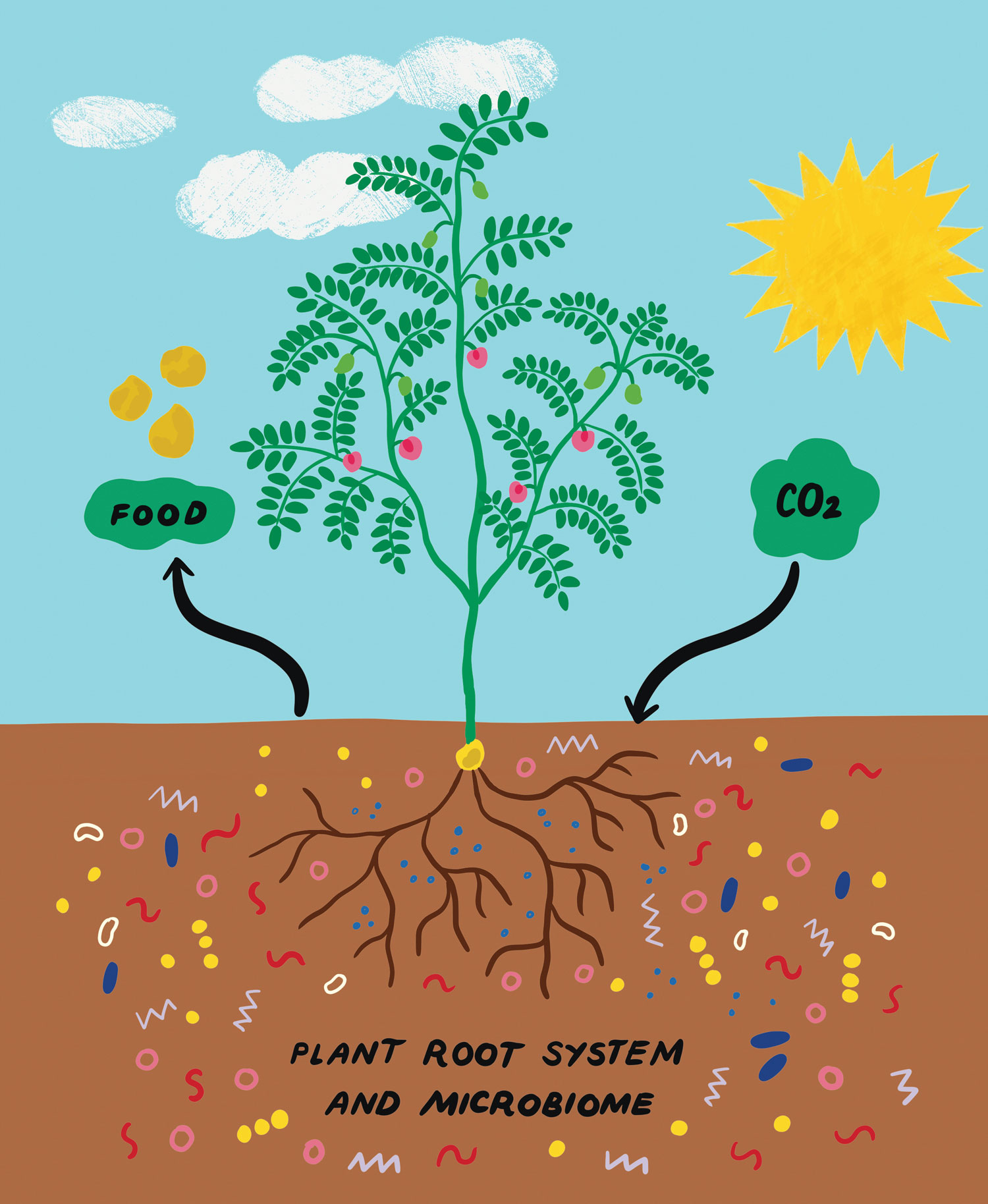 Cartoon-like drawing of a chickpea plant, showing the growth above ground and the plant root system and microbiome below, with a large sun in the sky. Arrows shows that carbon dioxide goes into the ground, while food is produced.