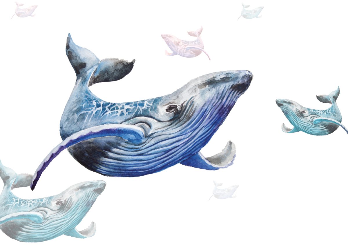 Illustration of several whales swimming