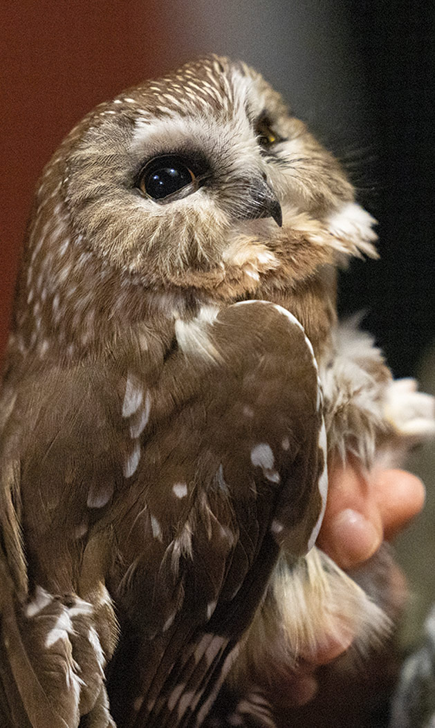 Close-up of a northern saw-whet owl