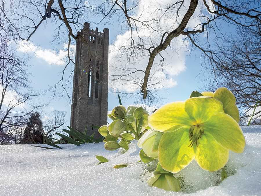 A yellow flower poking through snow with Swarthmore's Clothier Tower in the background