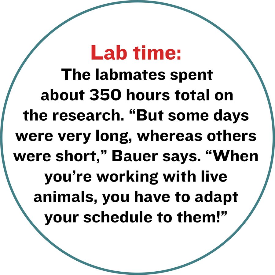 Lab time: The labmates spent about 350 hours total on the research. “But some days were very long, whereas others were short,” Bauer says. “When you’re working with live animals, you have to adapt your schedule to them!”