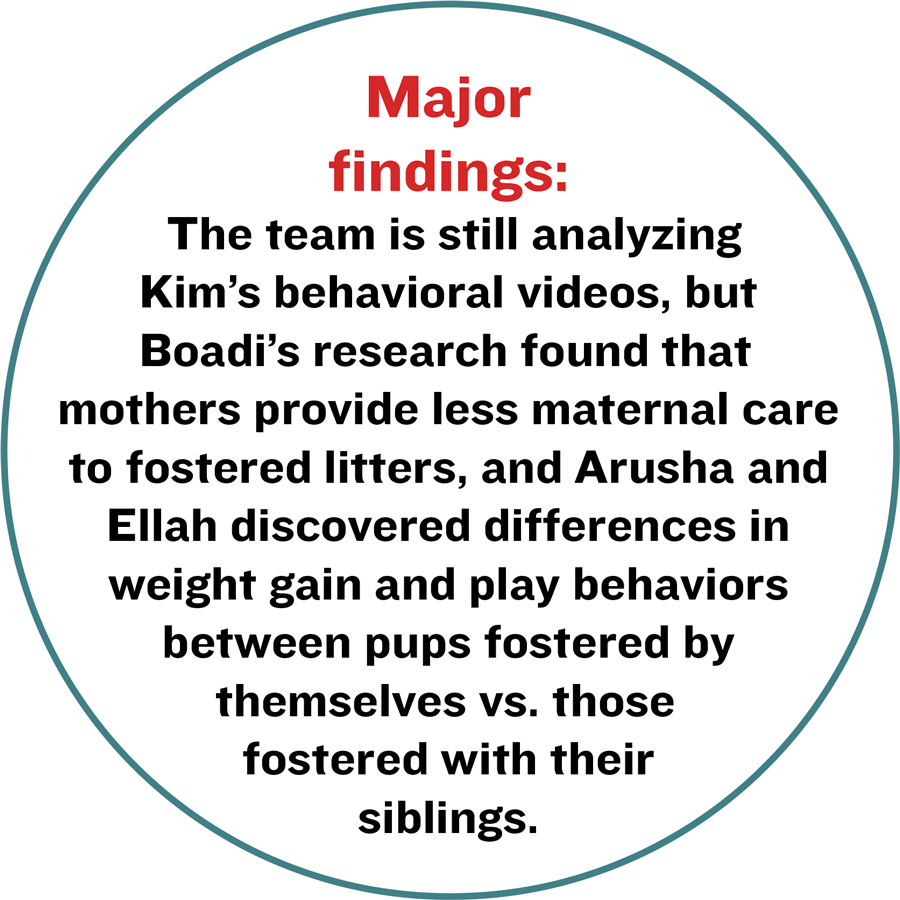 Major findings:  The team is still analyzing Kim’s behavioral videos, but Boadi’s research found that mothers provide less maternal care to fostered litters, and Arusha and Ellah discovered differences in weight gain and play behaviors between pups fostered by themselves vs. those fostered with their siblings.