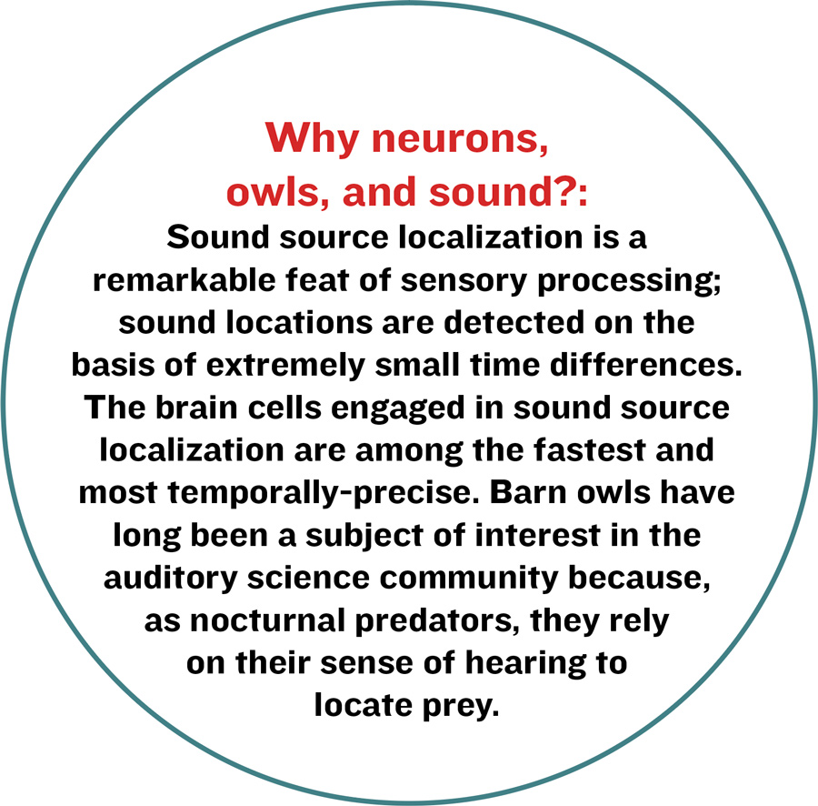 Why neurons, owls, and sound?: Sound source localization is a remarkable feat of sensory processing; sound locations are detected on the basis of extremely small time differences. The brain cells engaged in sound source localization are among the fastest and most temporally-precise. Barn owls have long been a subject of interest in the auditory science community because, as nocturnal predators, they rely on their sense of hearing to locate prey.