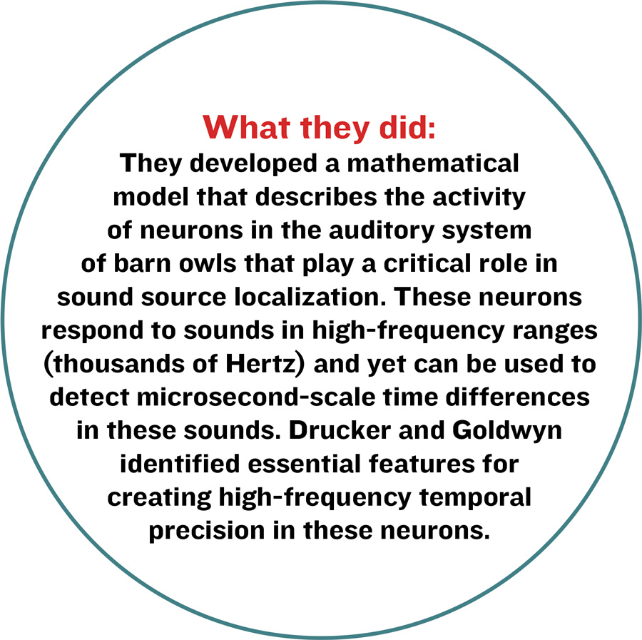 What they did: They developed a mathematical model that describes the activity of neurons in the auditory system of barn owls that play a critical role in sound source localization. These neurons respond to sounds in high-frequency ranges (thousands of Hertz) and yet can be used to detect microsecond-scale time differences in these sounds. Drucker and Goldwyn identified essential features for creating high-frequency temporal precision in these neurons. 