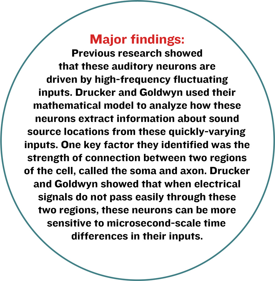  Major findings: Previous research showed that these auditory neurons are driven by high-frequency fluctuating inputs. Drucker and Goldwyn used their mathematical model to analyze how these neurons extract information about sound source locations from these quickly-varying inputs. One key factor they identified was the strength of connection between two regions of the cell, called the soma and axon. Drucker and Goldwyn showed that when electrical signals do not pass easily through these two regions, these neurons can be more sensitive to microsecond-scale time differences in their inputs.