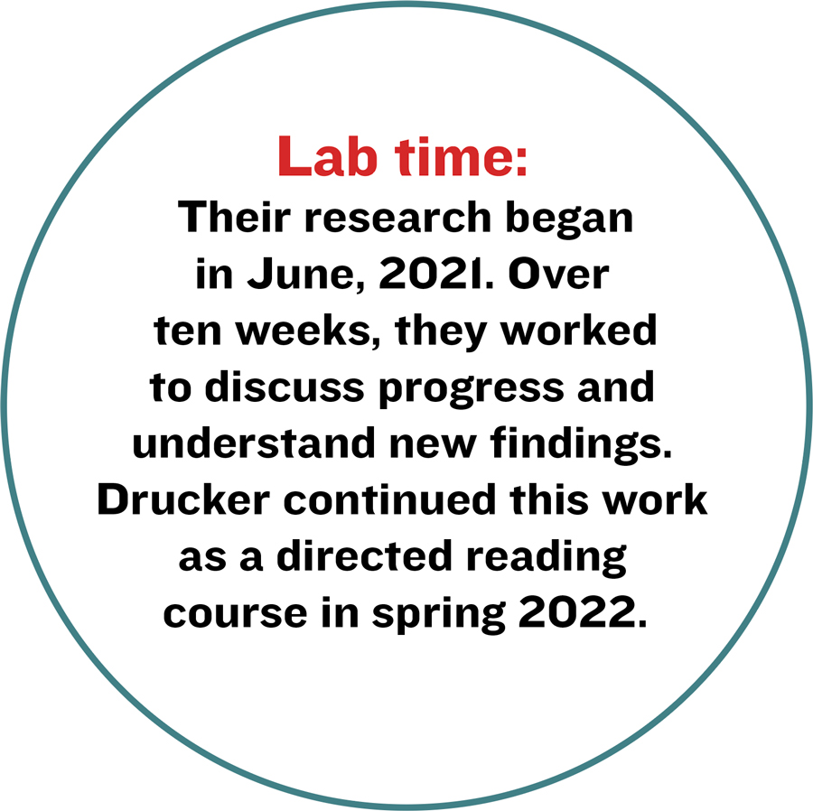 Lab time: Their research began in June, 2021. Over ten weeks, they worked to discuss progress and understand new findings. Drucker continued this work as a directed reading course in spring 2022.
