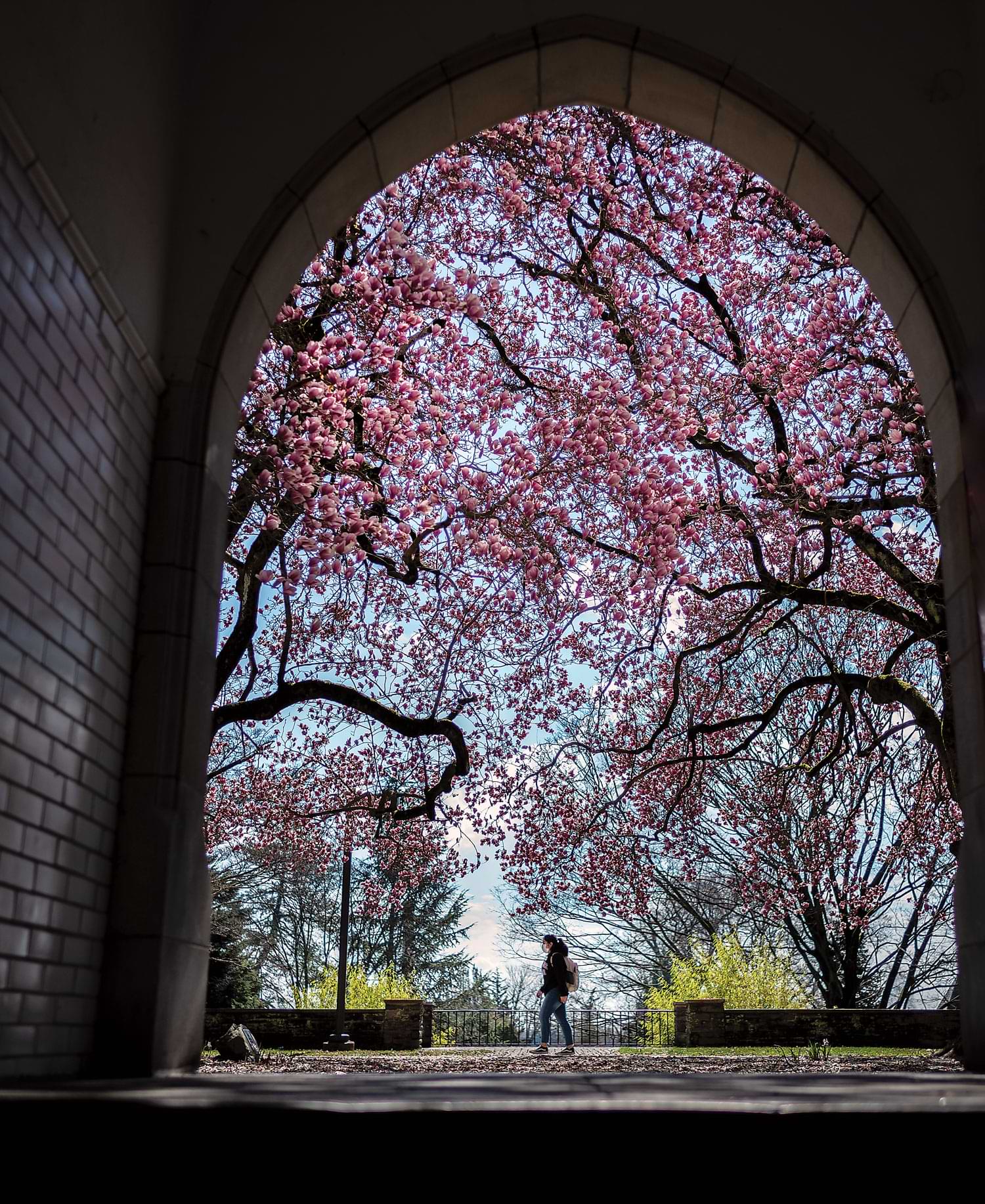 Purple flowering tree is framed by archway of tunnel