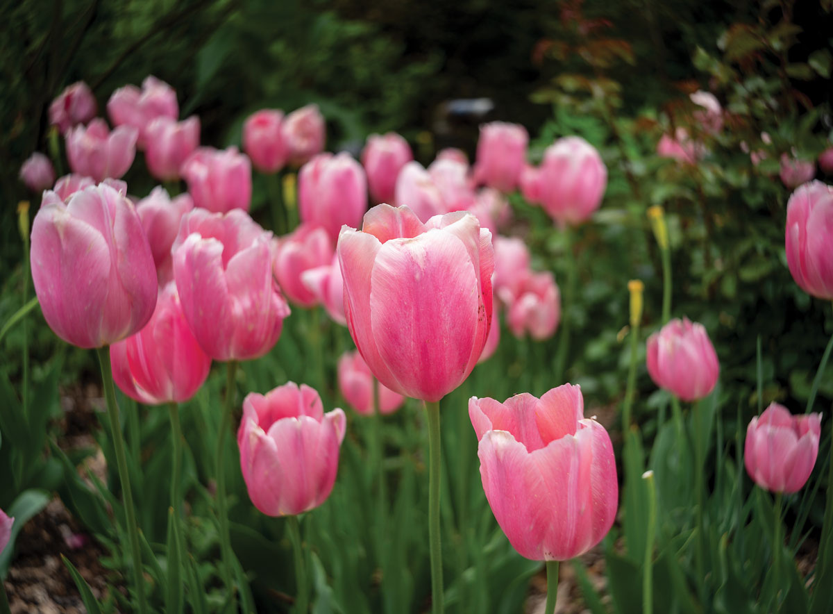 Pink tulips in a field.