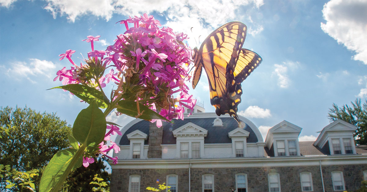 A monarch butterfly perches on a bloom of pink flowers on campus.