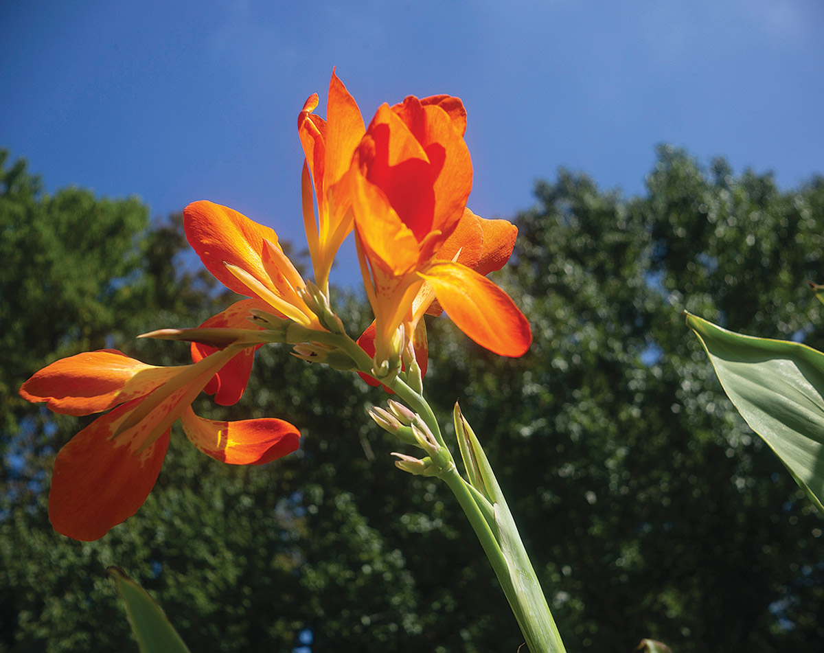 Orange flower against a background of blue sky and green trees.