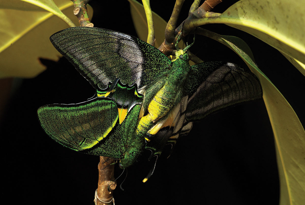 Closeup of rare butterfly with translucent black, green, and yellow wings.