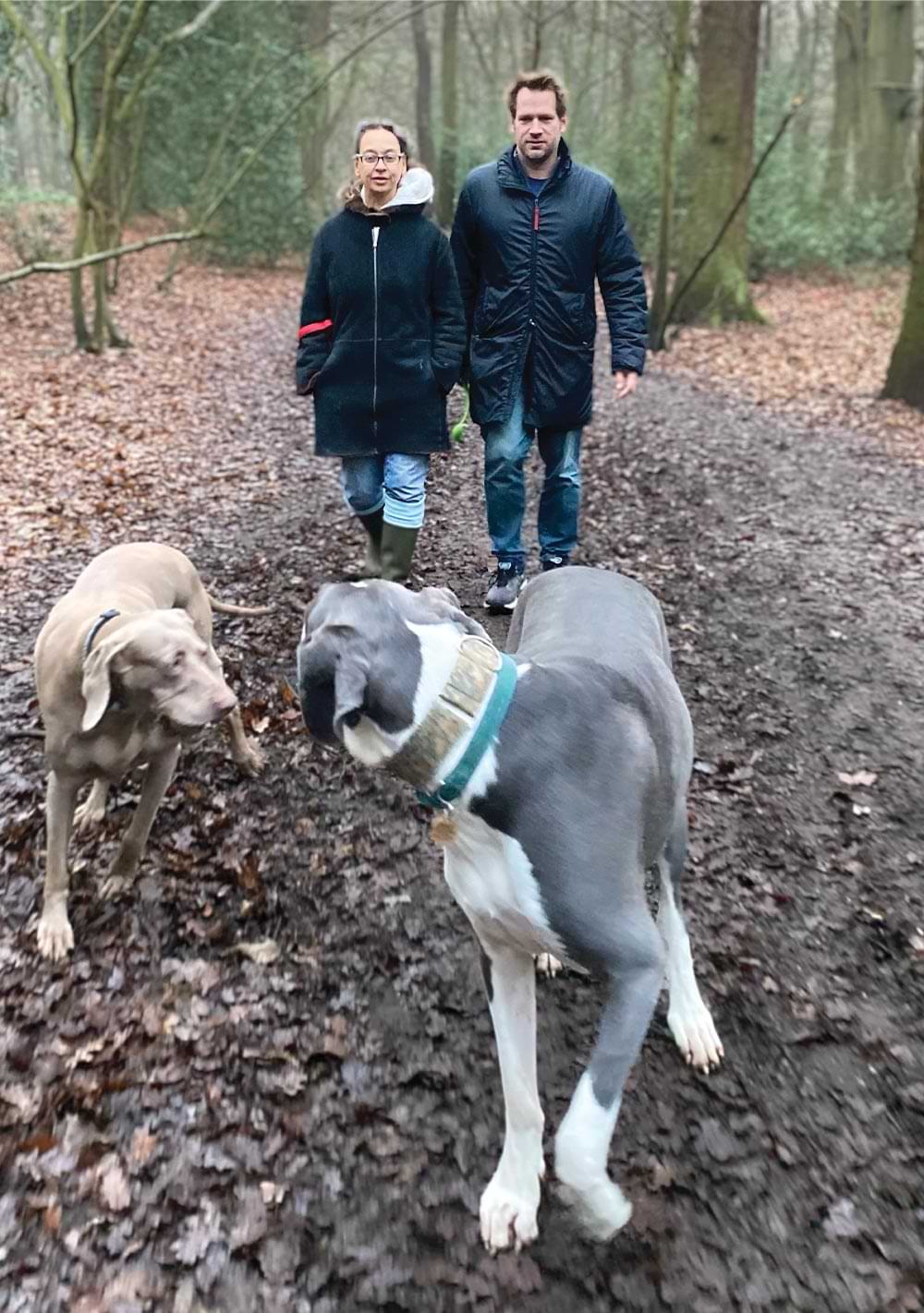 Dogs walking in woods with their humans trailing behind.
