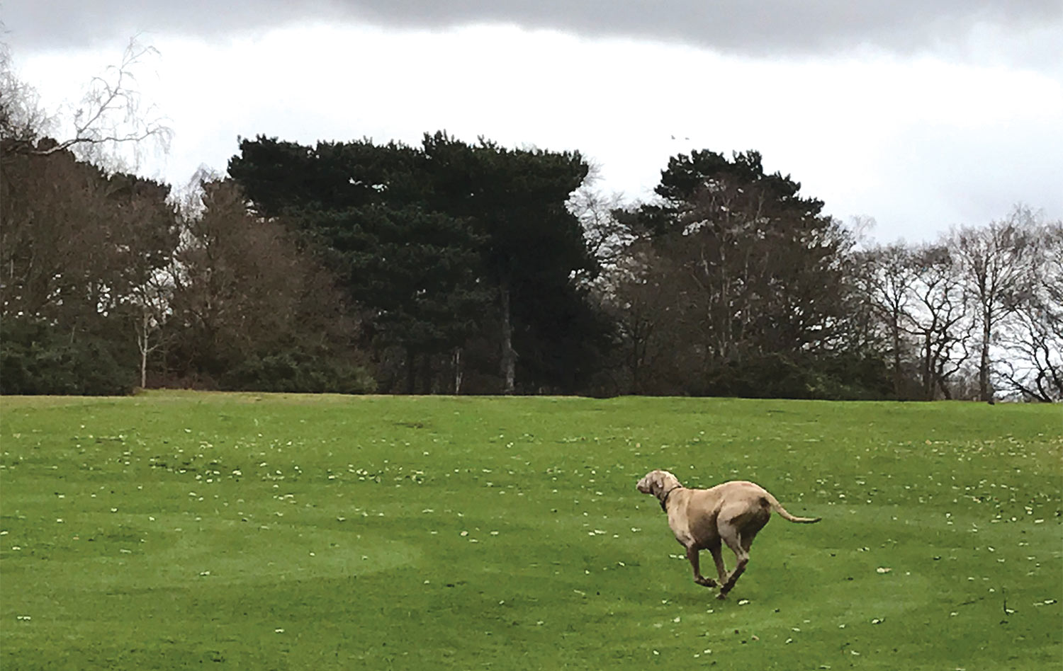 Dog running through an empty, verdant field.