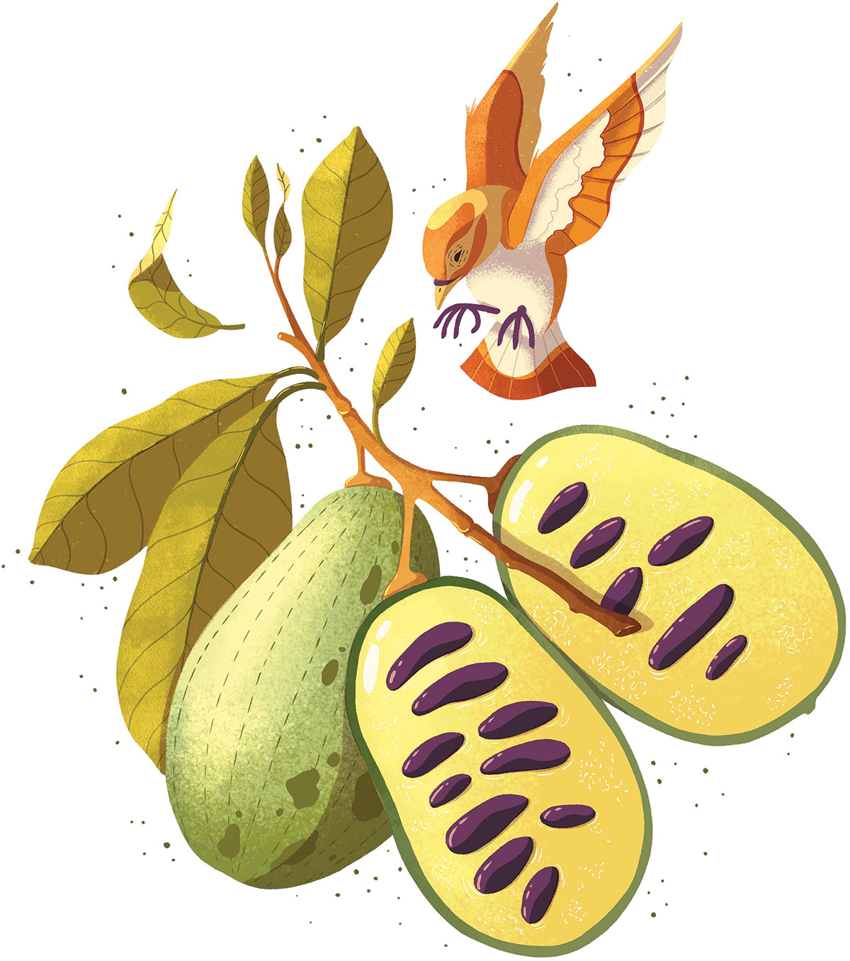 An illustrated cross-section of the pawpaw fruit, which are large and oval-shaped. Here they appear with green skin, yellow insides, and purple seeds. An orange bird prepares to land on the branch. 