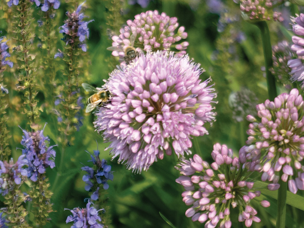 A bee pollenating purple flowers.