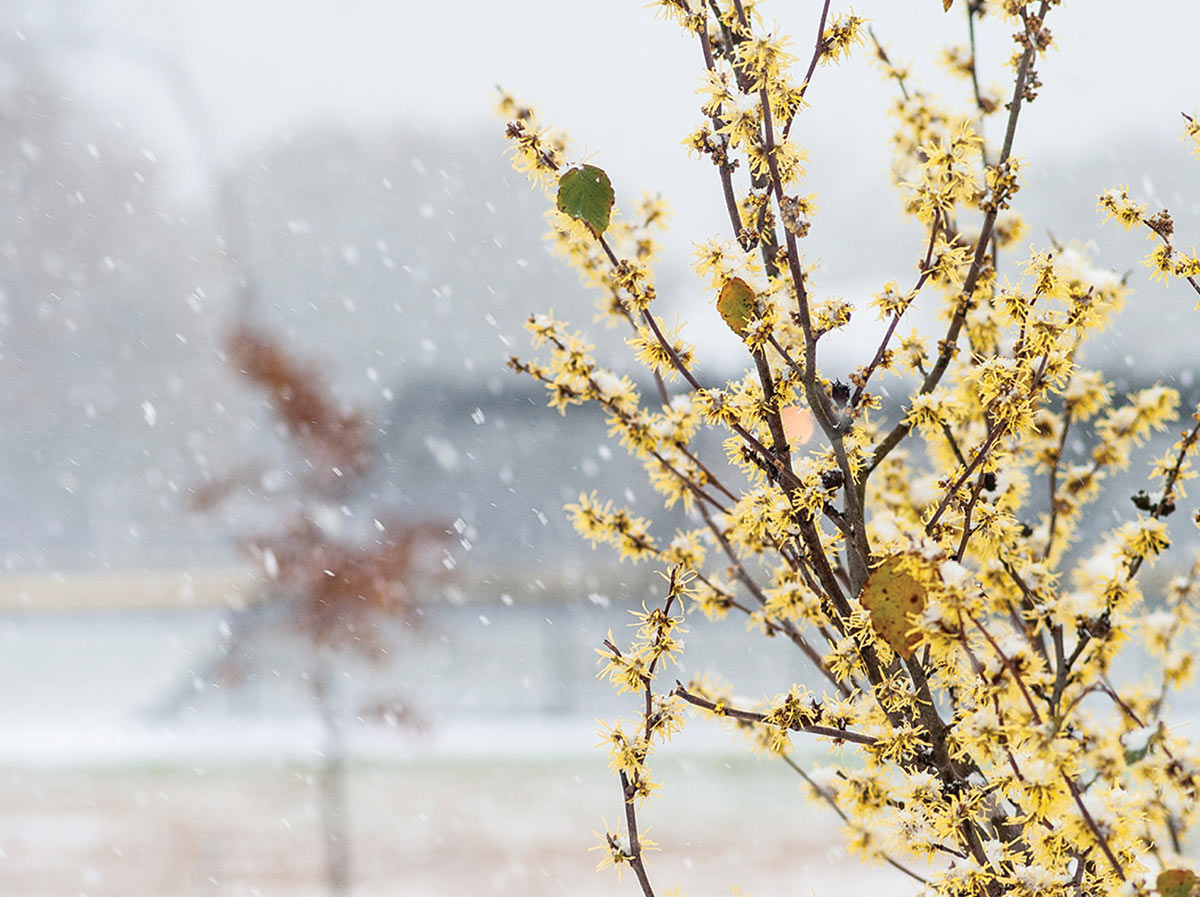 Snow falls upon branches with small yellow flowers.