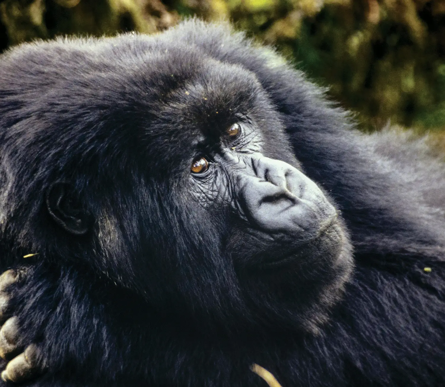 Close up of a gorilla's face. Light reflects off its brown eyes.