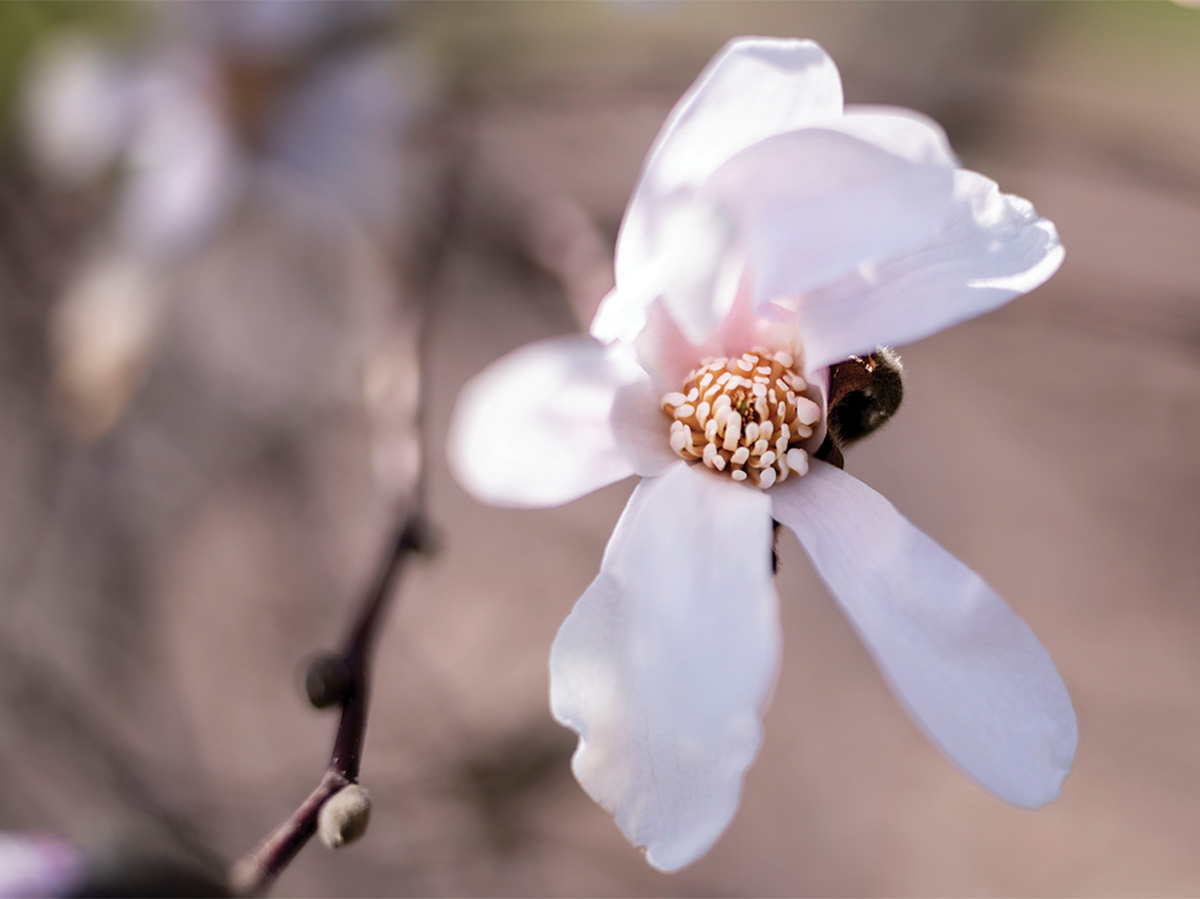 Pink cherry blossom blooming from a branch.