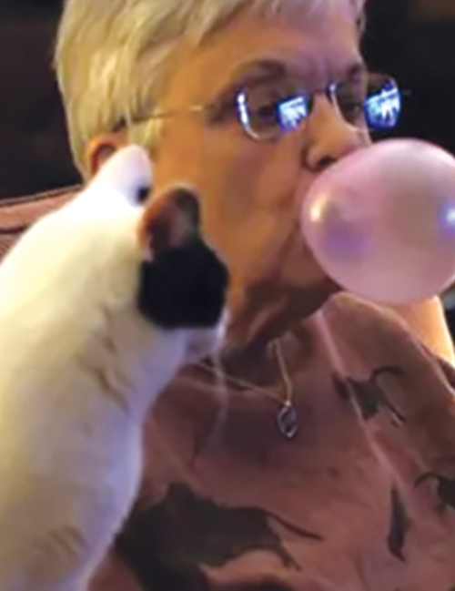 head shot of Dorothy Ann Kunzig blowing a bubble with bubble gum as her cat watches.