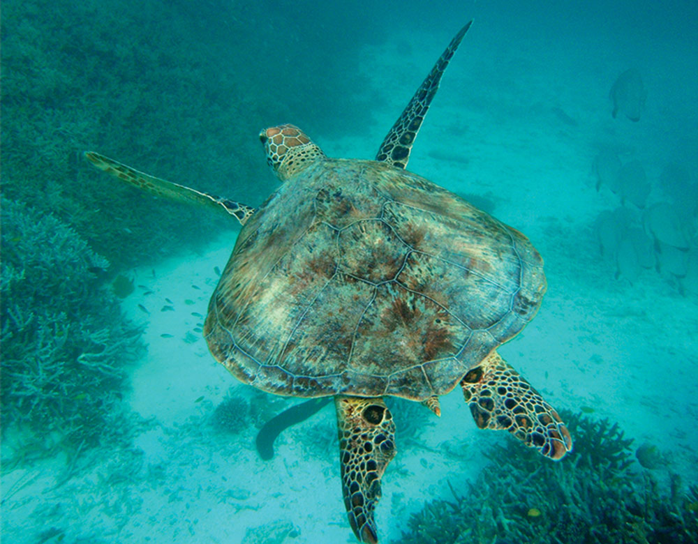 A sea turtle swims underwater.