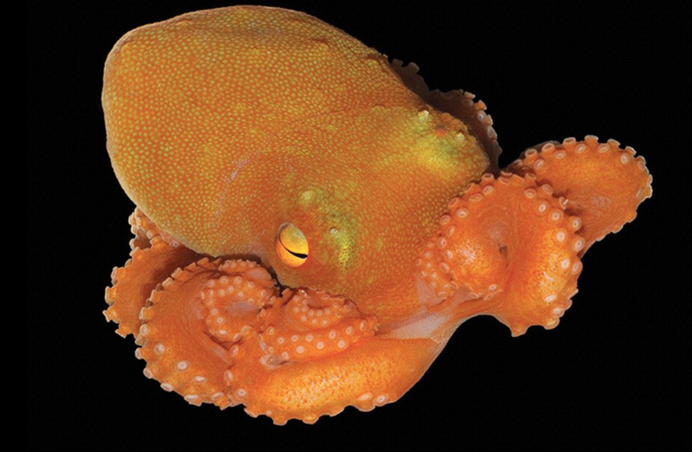 An octopus glows orange against a black background.