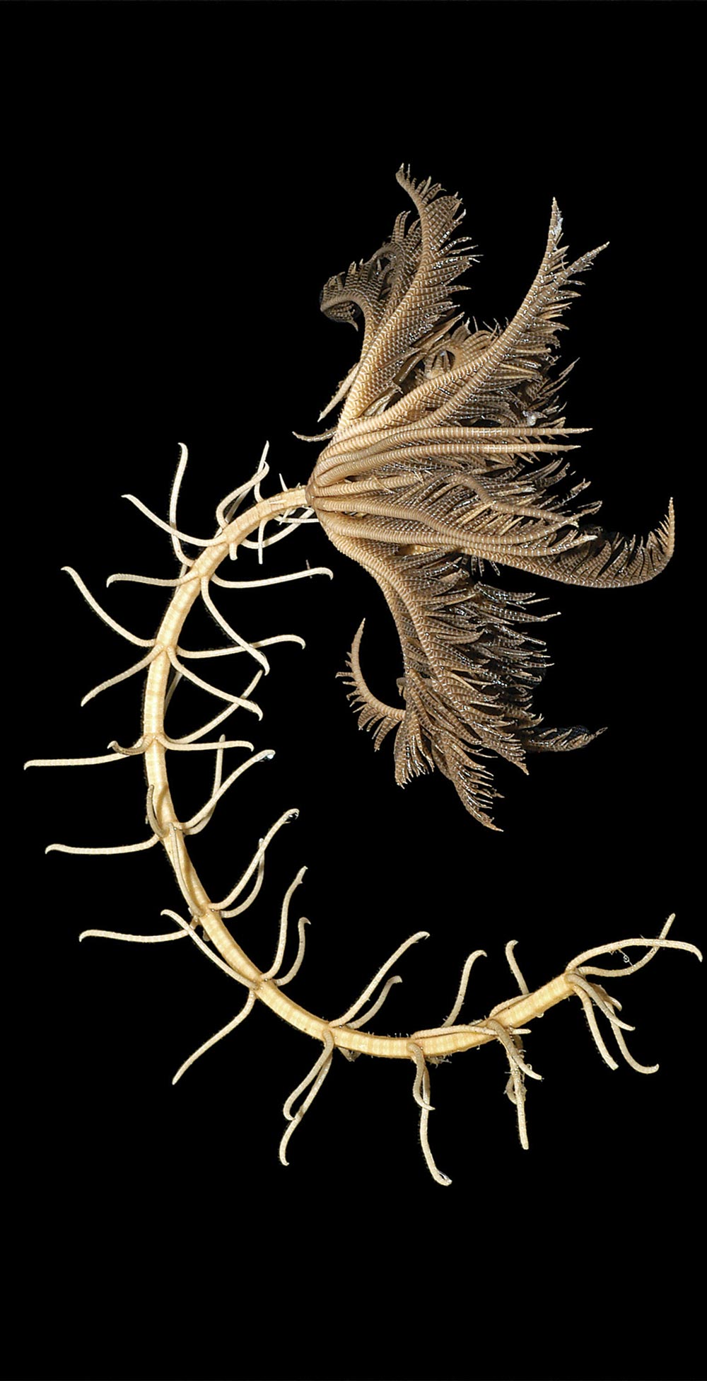 A stalked crinoid glows white against a black background.