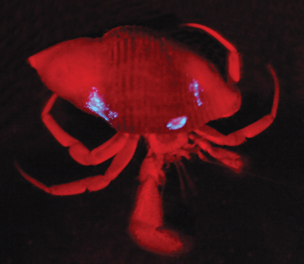 A hermit crab glows red against a black background.
