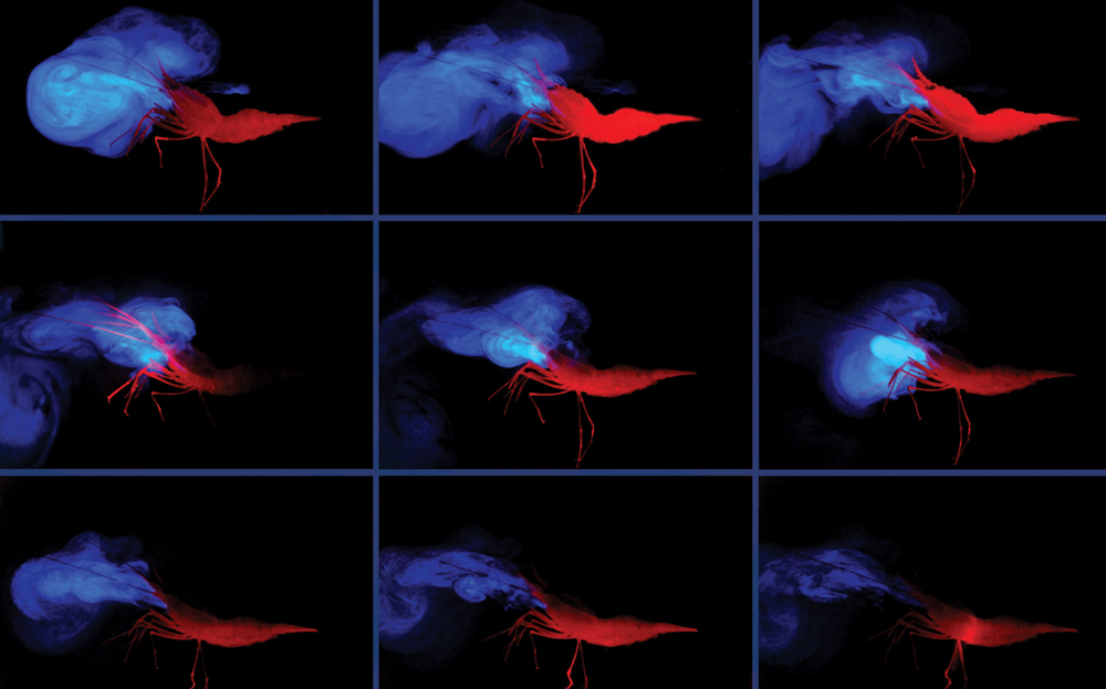 A shrimp glows red against a black and blue background.