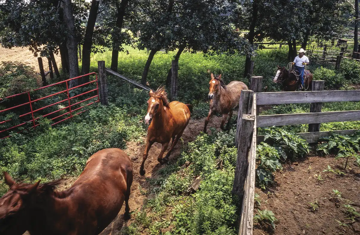 Horses pass through a gate.