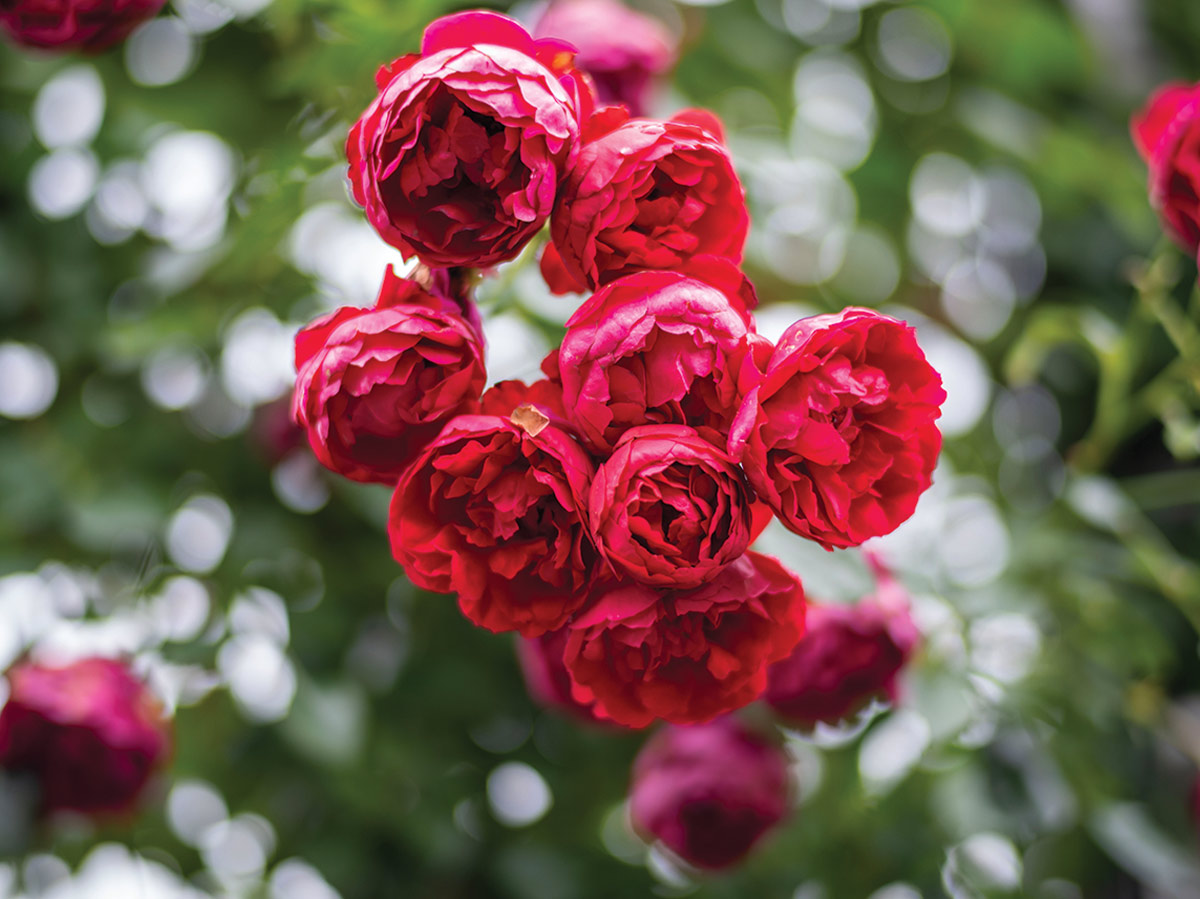 Cluster of deep red garden roses