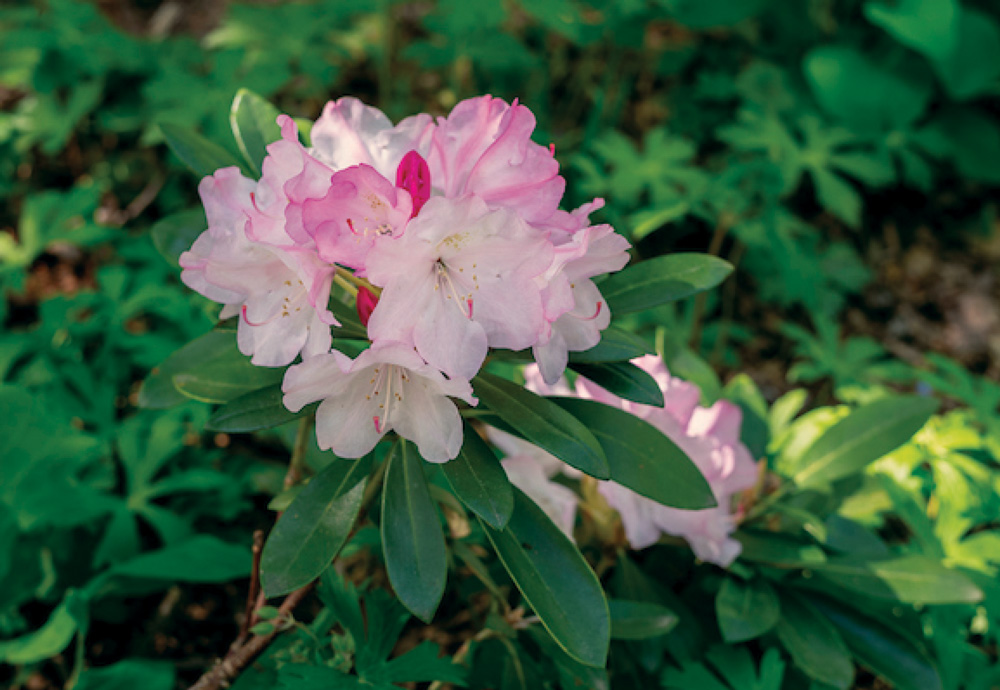 Pink Dorothy Swift Rhododendrons