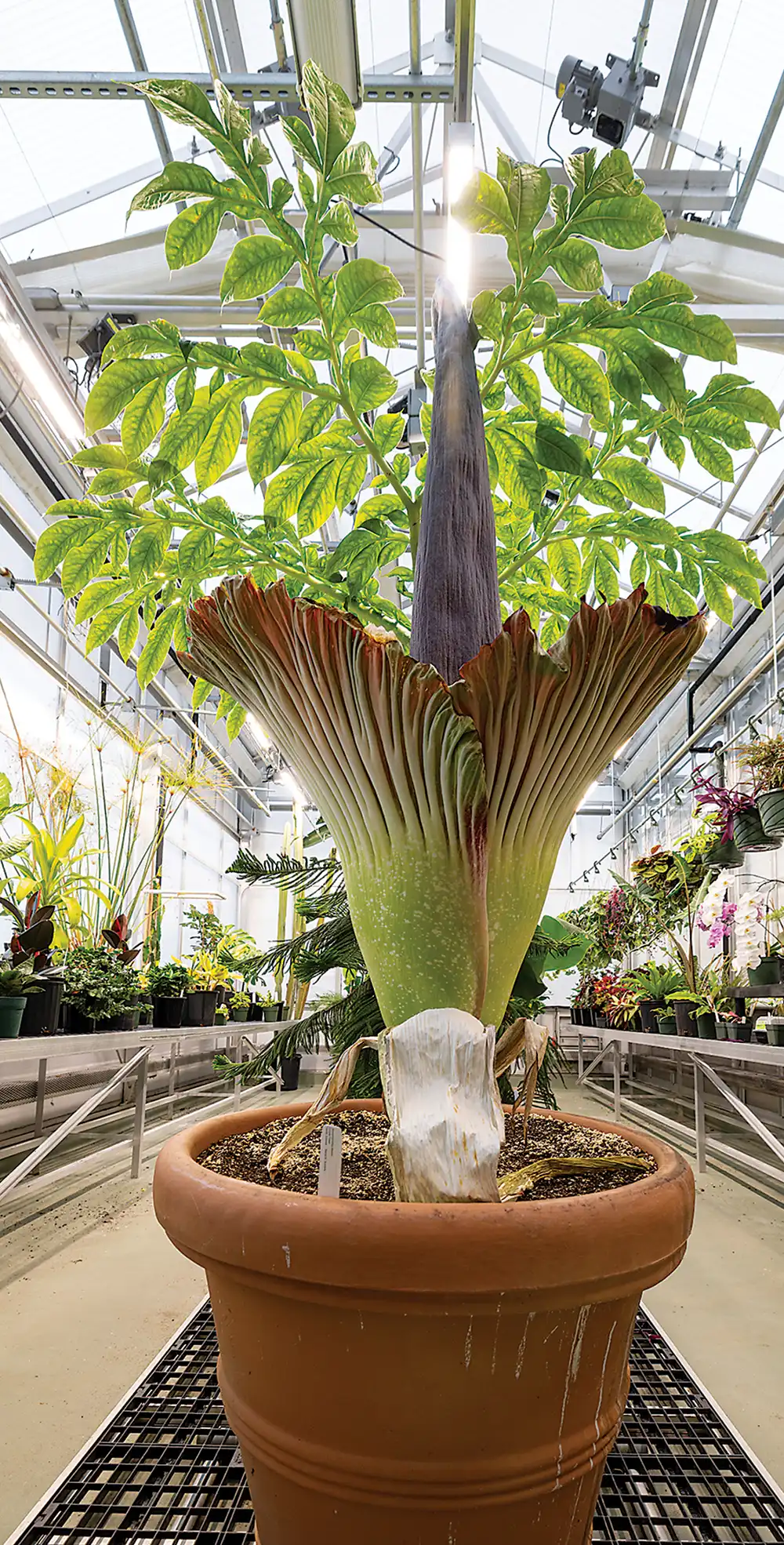 The College’s corpse flower in bloom.