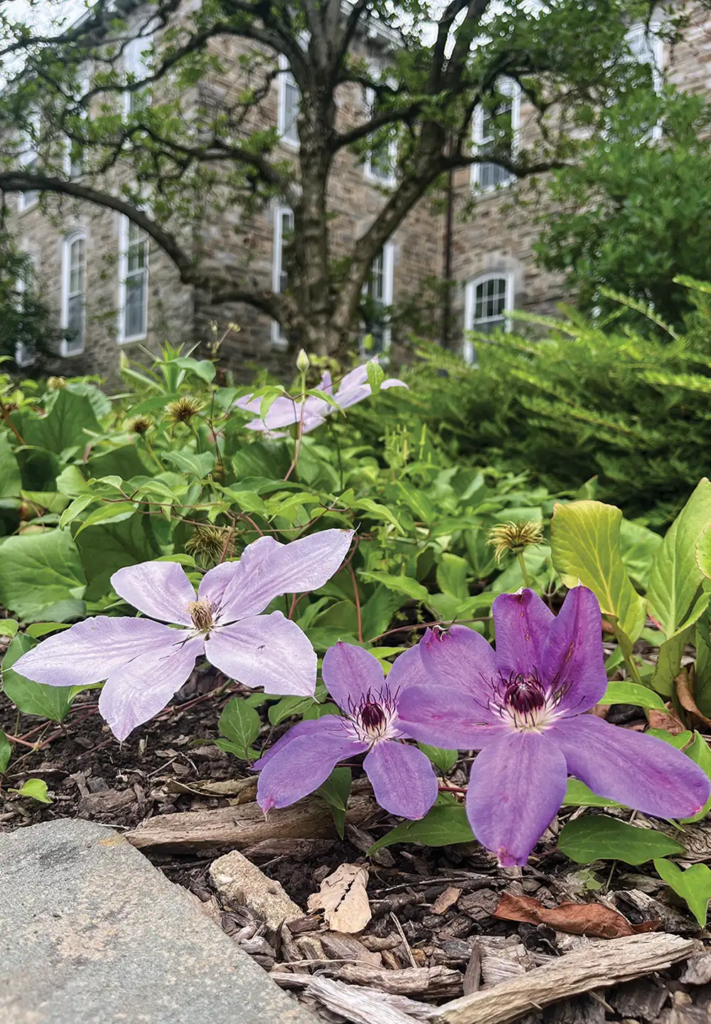 Purple clematis on campus.