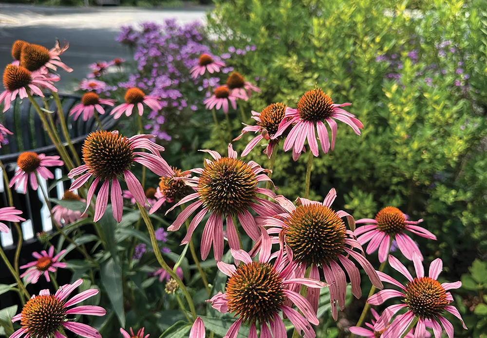 Purple coneflower on campus.